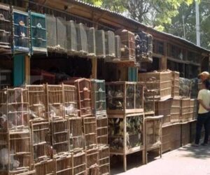 Potensi Bisnis Burung Kicau