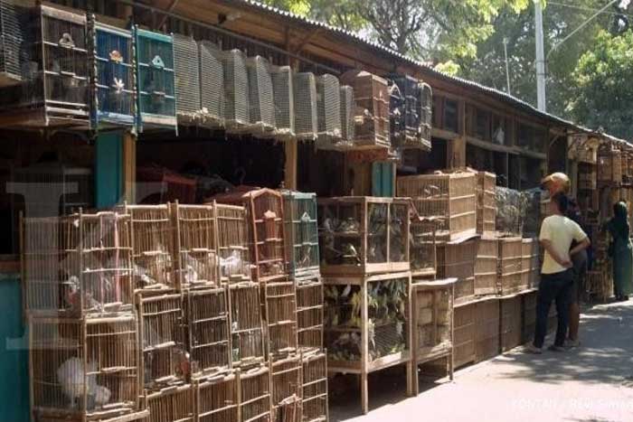 Potensi Bisnis Burung Kicau