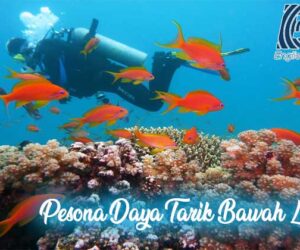 pesona daya tarik bawah laut