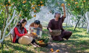 bisnis perkebunan buah
