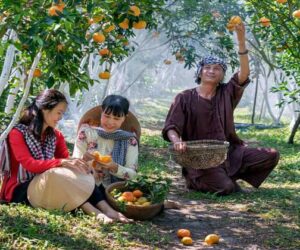 bisnis perkebunan buah