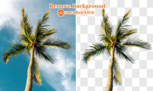 tool remove background seedbacklink