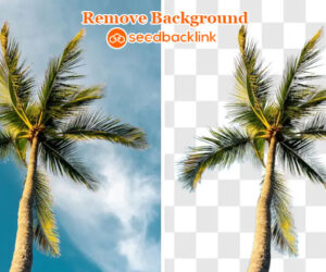 tool remove background seedbacklink